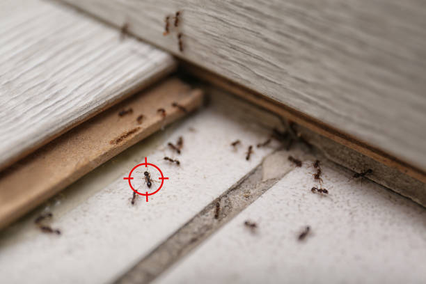 Wildlife Control Services in Roslyn Heights, NY